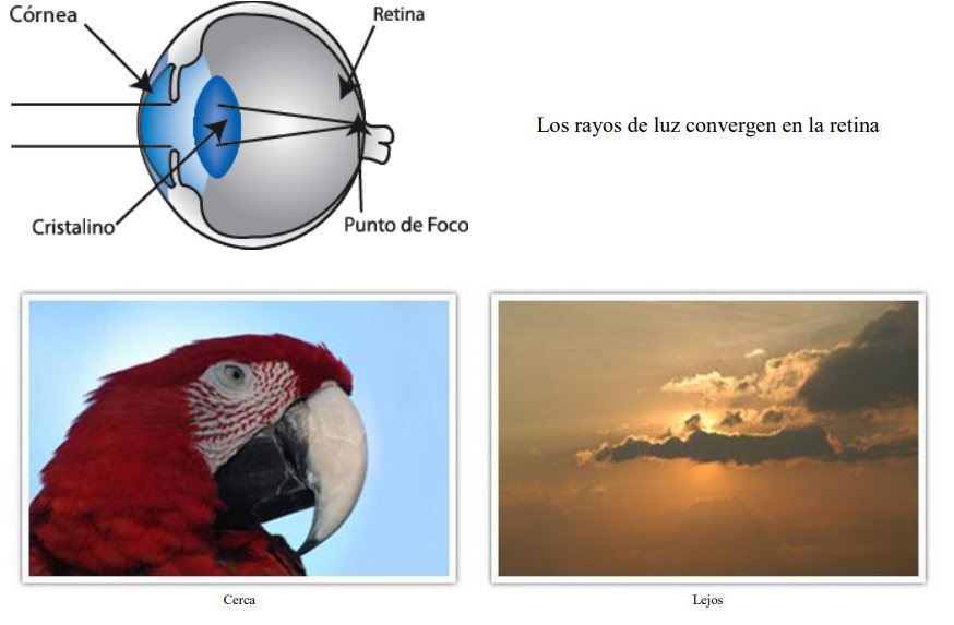 Esquema de un ojo emétrope: los rayos de luz convergen justo en la retina